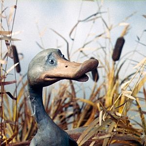 Photo Le Vilain petit canard