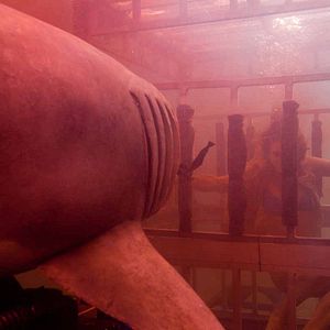 Photo Shark 3D