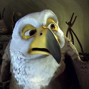 Photo Drôles D'oiseaux