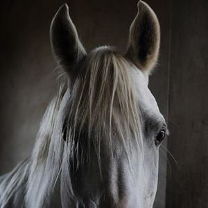 Photo Tornado and the Kalahari Horse Whisperer