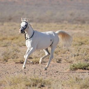 Photo Tornado and the Kalahari Horse Whisperer