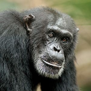 Photo Chimpanzés