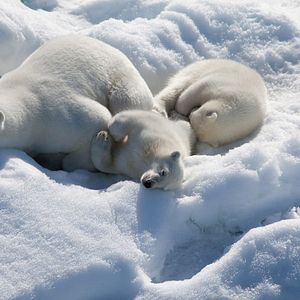 Photo Arctique