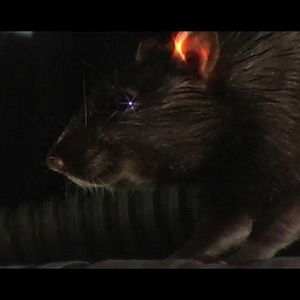 Photo Rat Scratch Fever