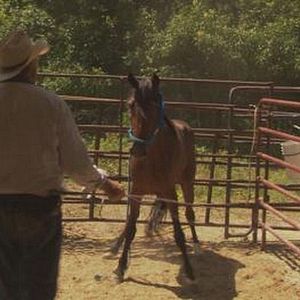 Photo Wild Horse, Wild Ride