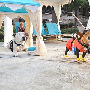 Photo Le Chihuahua de Beverly Hills 3 : Viva La Fiesta !