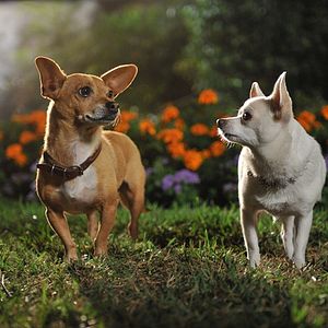 Photo Le Chihuahua de Beverly Hills 3 : Viva La Fiesta !