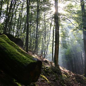 Photo La Planète verte
