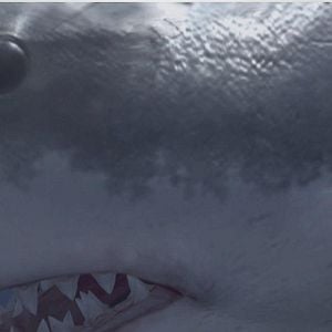 Photo Jurassic Shark