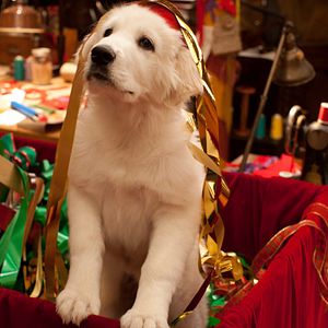 Photo Les Chiots Noël, la relève est arrivée