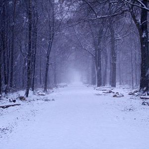 Photo The Frozen