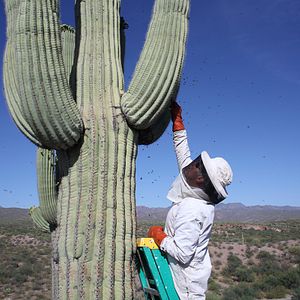 Photo Des Abeilles et des Hommes