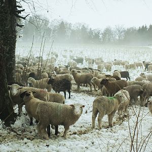 Photo Hiver nomade