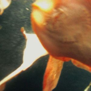 Photo Leviathan
