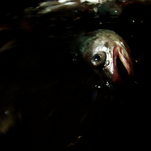Photo Leviathan