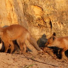 Photo Le renard et l'enfant