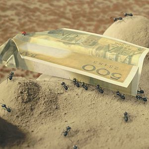 Photo Minuscule - La vallée des fourmis perdues