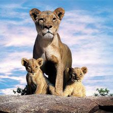 Photo Le Clan des rois