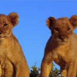 Photo Le Clan des rois