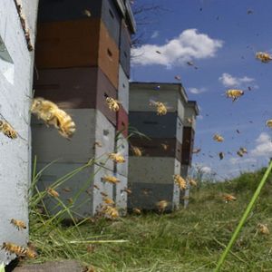 Photo Vanishing of the Bees