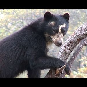 Photo Chaparri, les sept ours de la montagne sacrée
