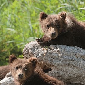 Photo Grizzly