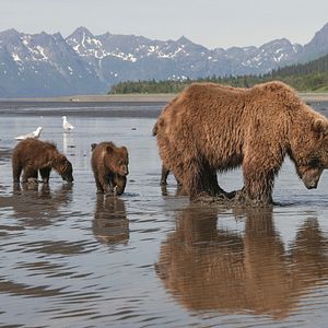 Photo Grizzly