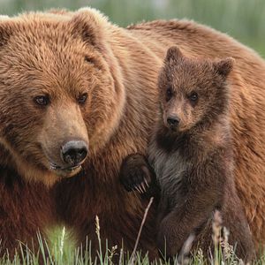 Photo Grizzly