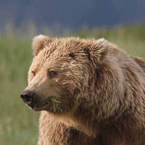 Photo Grizzly