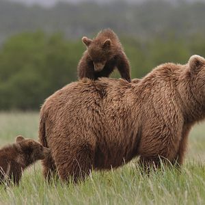 Photo Grizzly