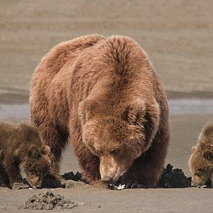 Photo Grizzly