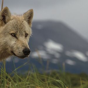 Photo Grizzly