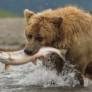 Photo Grizzly