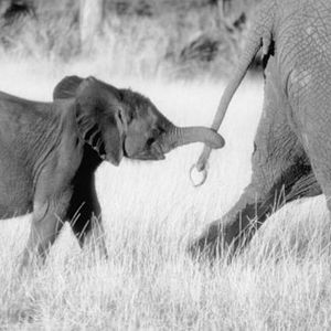 Photo Whispers : An Elephant's Tale
