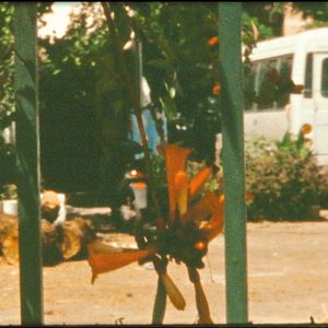 Photo Dans un jardin je suis entré
