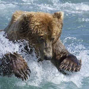 Photo Grizzly