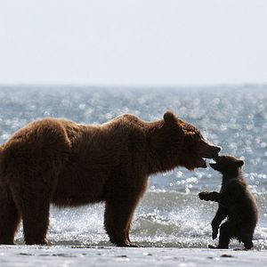 Photo Grizzly