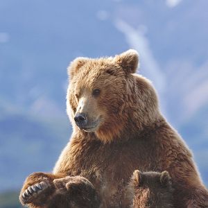 Photo Grizzly