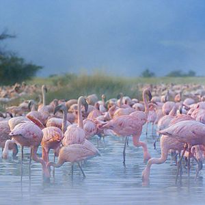 Photo Nature