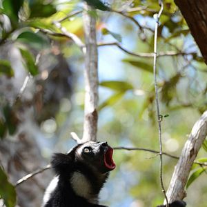 Photo Madagascar, l'île des Lémuriens