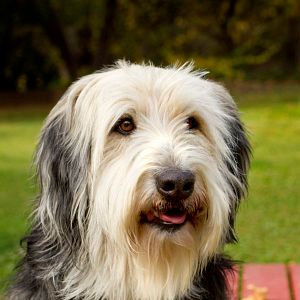 Photo Un amour de chien