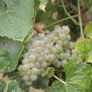 Photo Vendanges