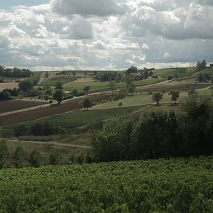 Photo Vendanges