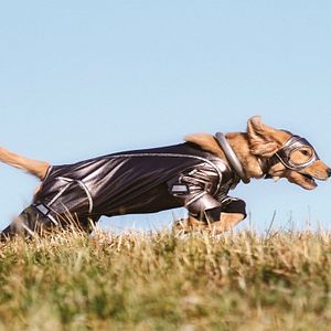 Photo Les Copains Super-Héros