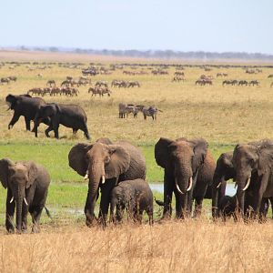 Photo African Safari 3D
