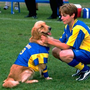 Photo Air Bud 3 (V)
