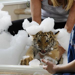 Photo Luna le bébé tigre