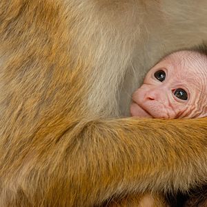 Photo Au Royaume des Singes