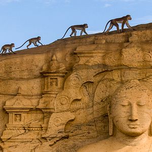 Photo Au Royaume des Singes