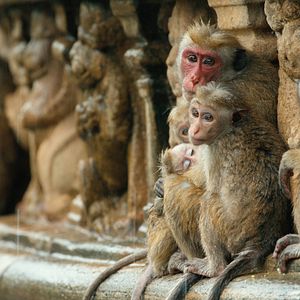 Photo Au Royaume des Singes
